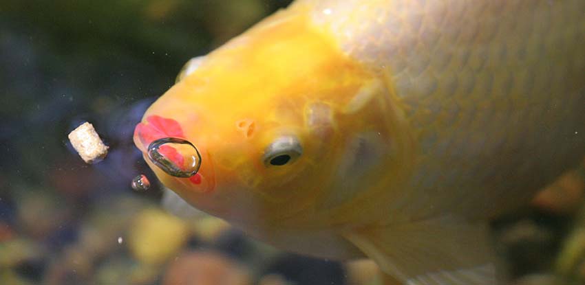 Healthy Koi and Pond Fish