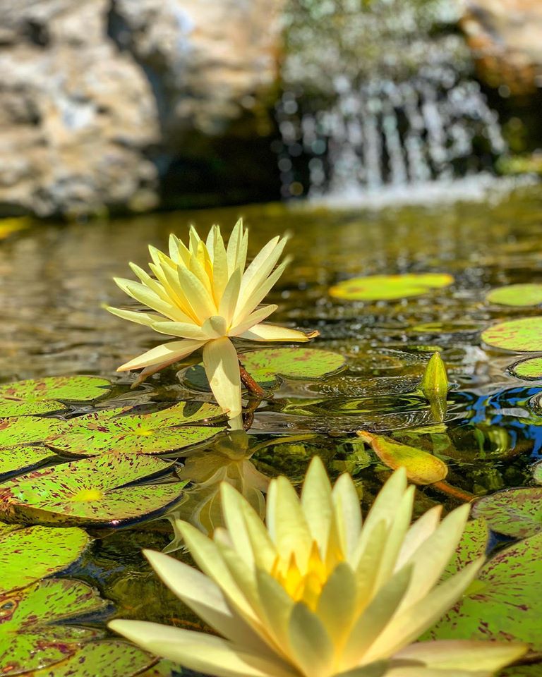 lotus in pond 