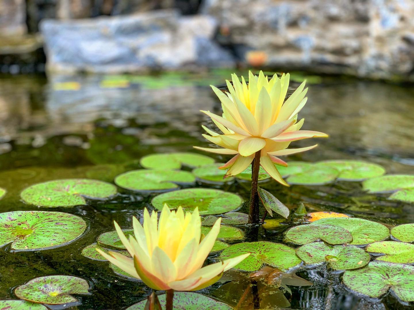 pond lotus