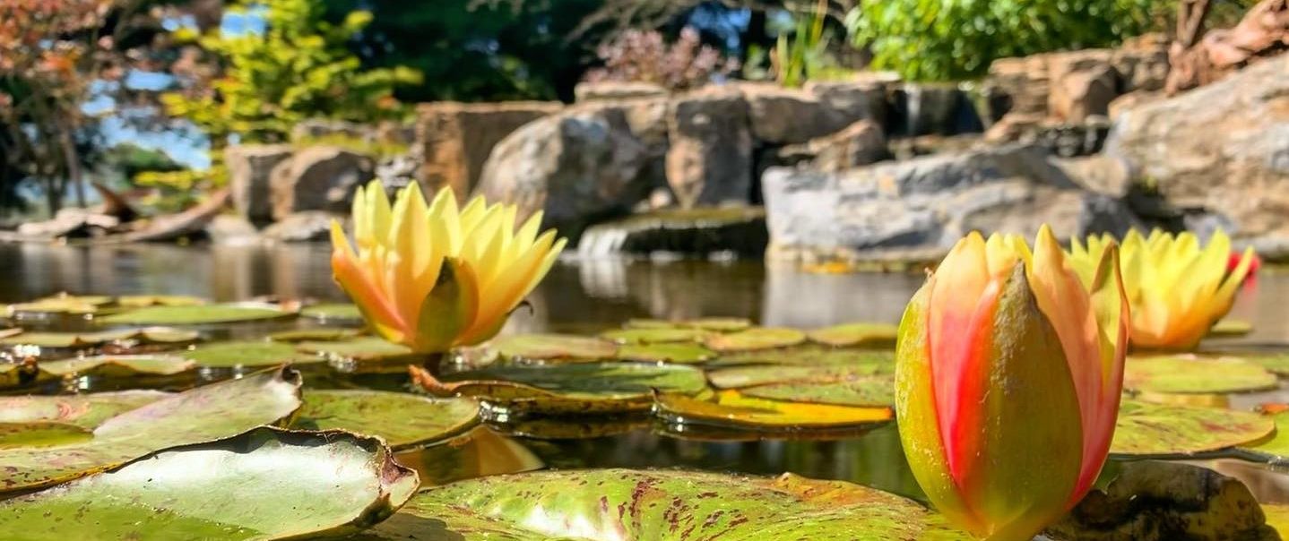 Ecosystem Pond with Wetland Filtration