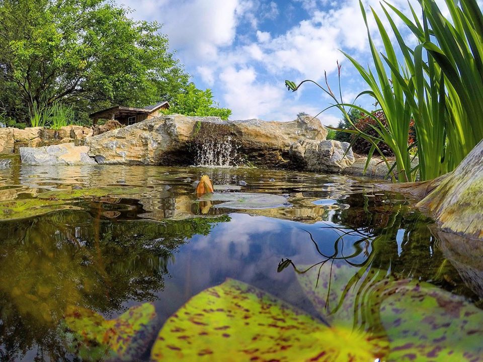 pond with aquatic plants