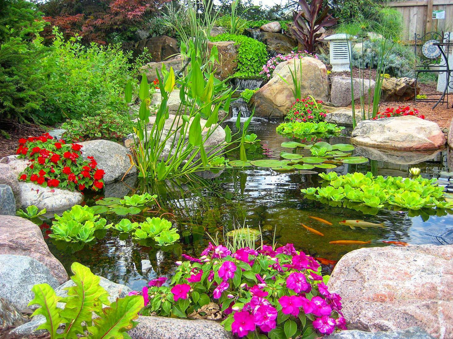 7 Tips to Keep Pond Water Clean – C.E. Pontz Sons