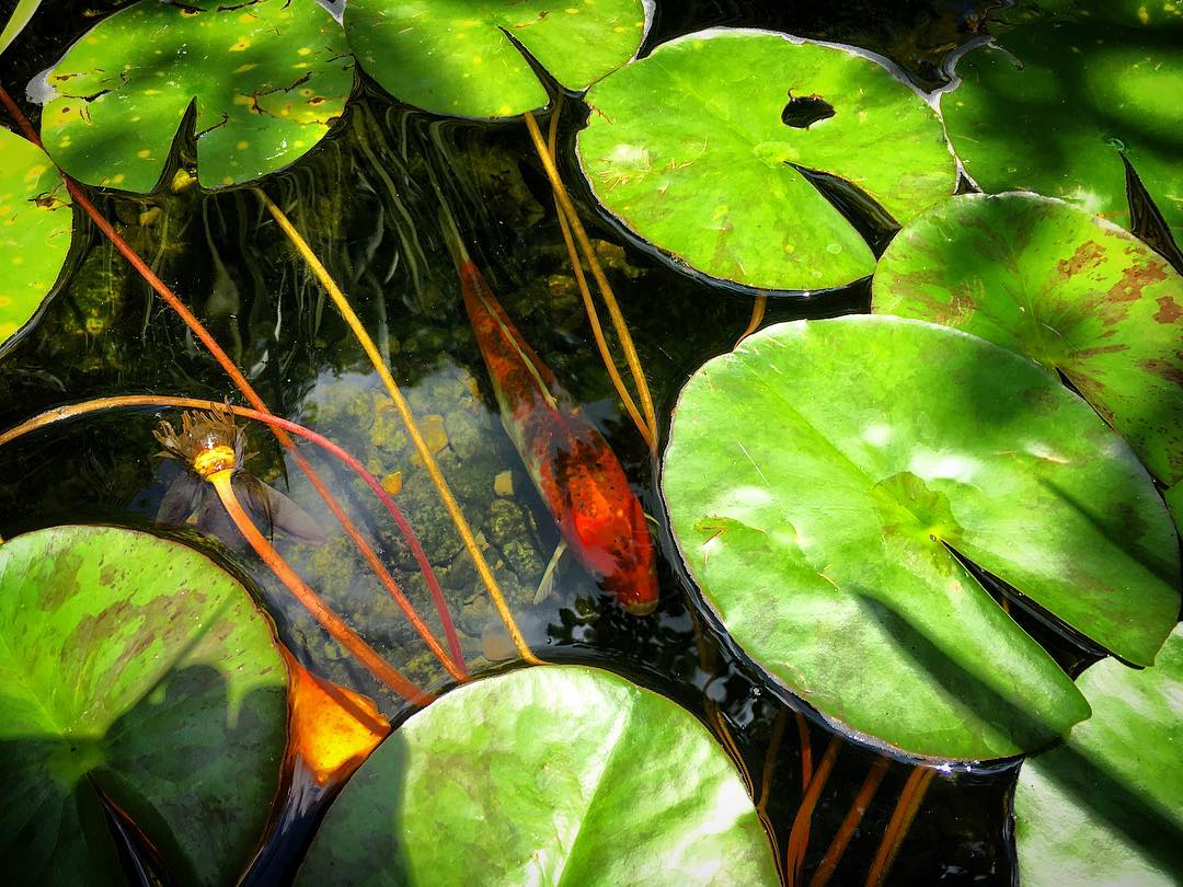 8 Spring Maintenance Tips for Your Pond – C.E. Pontz Sons