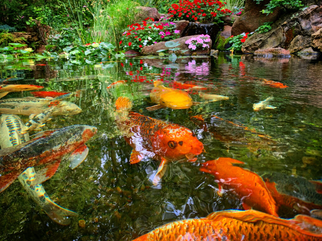 Successfully Clean Your Pond for Spring C.E. Pontz Sons