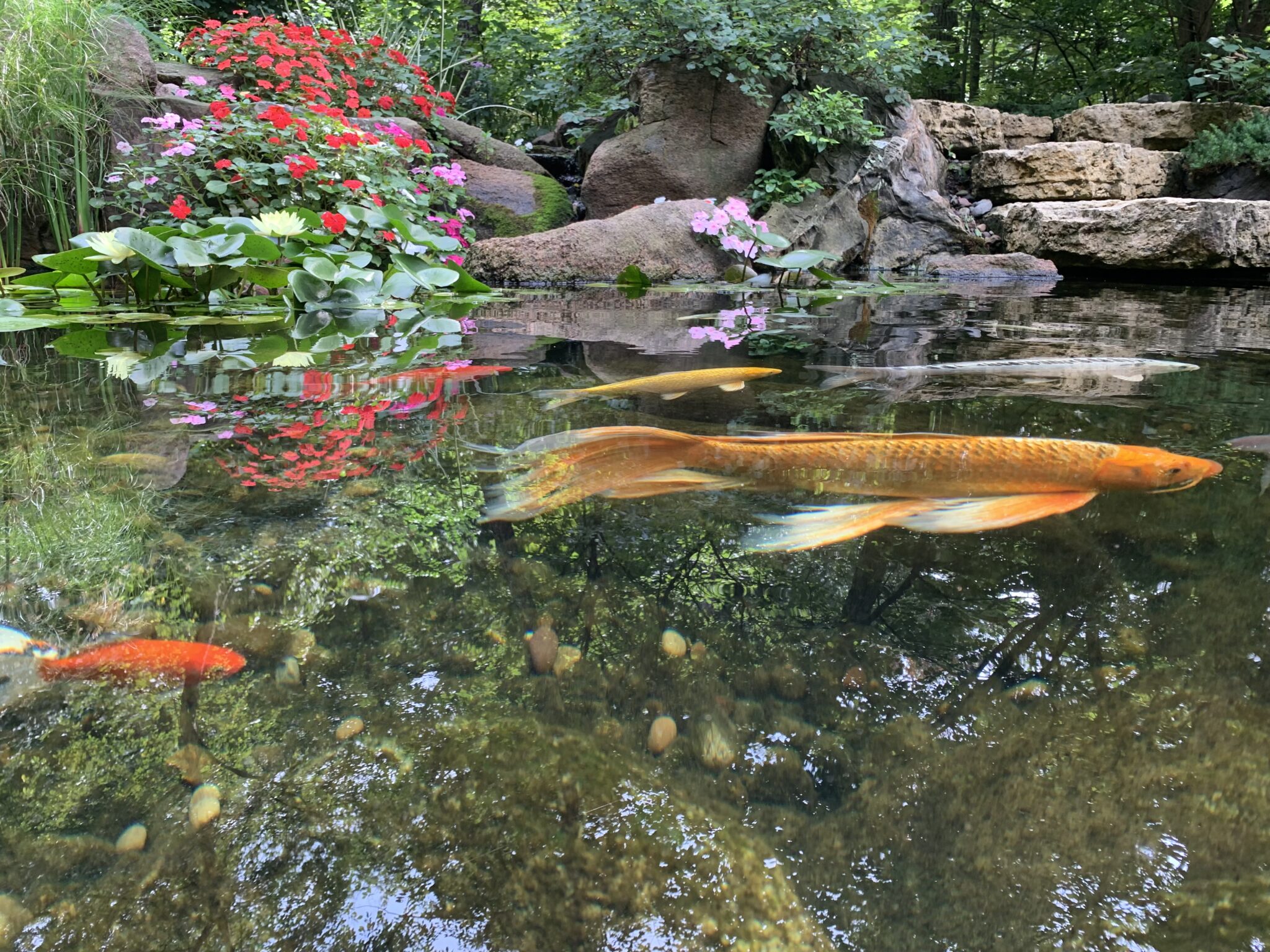 Successfully Clean Your Pond for Spring – C.E. Pontz Sons